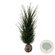 Taxus baccata 120-140 cm met kluit