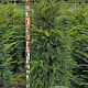 Taxus baccata 160-180 cm met kluit
