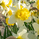 Narcissus 'Februari Silver' 12-14 cm verpakt per 10
