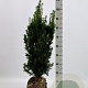 Taxus media 'Hicksii' 60-80 cm met kluit