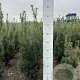 Taxus media 'Hicksii' 60-80 cm met kluit