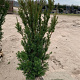 Taxus media 'Hicksii' 100-120 cm met kluit