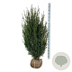 Taxus media 'Hicksii' 120-140 cm met kluit