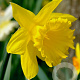 Narcissus 'Golden Harvest' 12-14 cm verpakt per 10