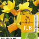 Narcissus 'Jetfire' 12-14 cm verpakt per 10