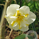 Narcissus 'Lemon Beauty' 12-14 cm verpakt per 10