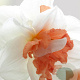 Narcissus 'My Story' 12-14 cm verpakt per 10