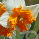Narcissus 'Orangery' 12-14 cm verpakt per 10