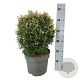 Thuja occ. 'Piccadilly' 30-40 cm 7,5L