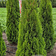Thuja occ. 'Smaragd' 150-175 cm met kluit