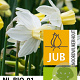 Narcissus 'Sailboat' 12-14 cm verpakt per 10
