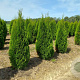 Thuja occ. 'Smaragd' 225-250 cm met kluit
