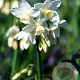 Narcissus 'Silver Chimes' 15-17CM verpakt per 100