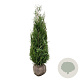 Thuja pl. 'Atrovirens' 140-160 cm met kluit