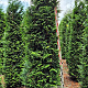 Thuja pl. 'Excelsa' 250-275 cm draadkluit extra