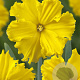 Narcissus Gold Disc 12-14 cm verpakt per 10