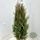 Thuja pl. 'Martin' 100-120 cm met kluit