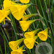 Narcissus (bul) 'Golden Bells' 6-8 cm verpakt per 100