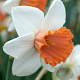 Narcissus Chromacolor 12-14 cm verpakt per 10