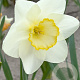 Narcissus 'Frosty Snow' 12-14 cm verpakt per 10