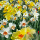 Narcissus Grootkronig/ Large cup Mix 12-14 cm verpakt per 10