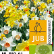 Narcissus Species Mix 12-14 cm verpakt per 10