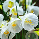 Narcissus White Petticoat 6-8 cm verpakt per 100
