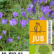 Triteleia corrina 5-6 cm verpakt per 100