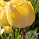 Tulipa 'Akebono' 11-12 cm verpakt per 100