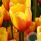 Tulipa 'Apeldoorn Elite' 11-12 cm verpakt per 100