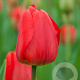 Tulipa 'Apeldoorn' 11-12 cm verpakt per 100