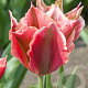 Tulipa 'Artist' 12 cm verpakt per 100