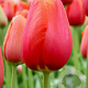 Tulipa 'Avignon' 11-12 cm verpakt per 100
