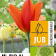 Tulipa 'Ballerina' 11-12 cm verpakt per 100