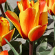 Tulipa 'Cape Cod' 11-12 cm verpakt per 100