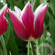 Tulipa 'Claudia' 11-12 cm verpakt per 100