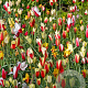 Tulipa 'clusiana' Mix verpakt per 100