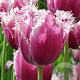 Tulipa 'Cummins' 12 cm verpakt per 100
