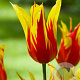Tulipa 'Fire Wings' 11-12 cm verpakt per 100