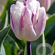 Tulipa 'Flaming Flag' 11-12 cm verpakt per 100
