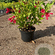 Weigela 'Red Prince' 30-40 cm 2,0L