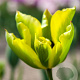 Tulipa 'Formosa' 11-12 cm verpakt per 100
