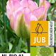 Tulipa 'Groenland' 11-12 cm verpakt per 100
