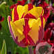 Tulipa 'Helmar' 11-12 cm verpakt per 100