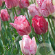 Tulipa 'Hemisphere' 11-12 cm verpakt per 100