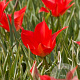 Tulipa 'linifolia' verpakt per 100