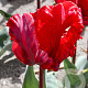 Tulipa 'Rococo' 11-12 cm verpakt per 100