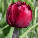Tulipa 'Uncle Tom' 11-12 cm verpakt per 100