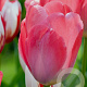 Tulipa 'Van Eijk' 11-12 cm verpakt per 100