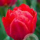 Tulipa (dea) 'Abba' 11-12 cm verpakt per 100
